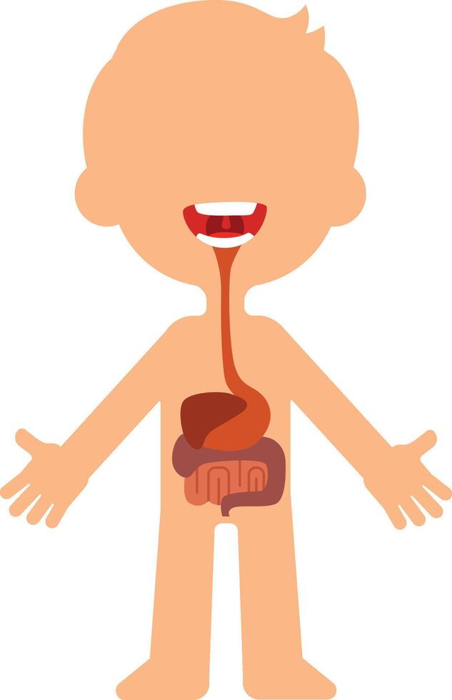 Educational illustration of a child's digestive system, highlighting the stomach, intestines, and esophagus, providing a simplified visual aid for understanding human anatomy vector