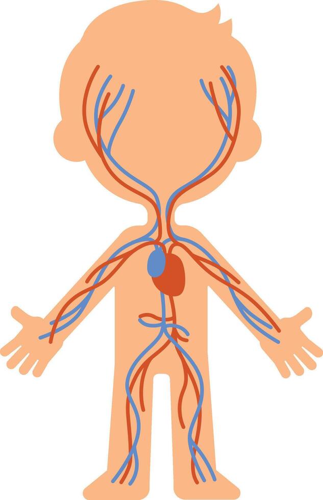 Medical illustration showing oxygenated blood traveling through arteries and deoxygenated blood returning through veins in a child's body vector