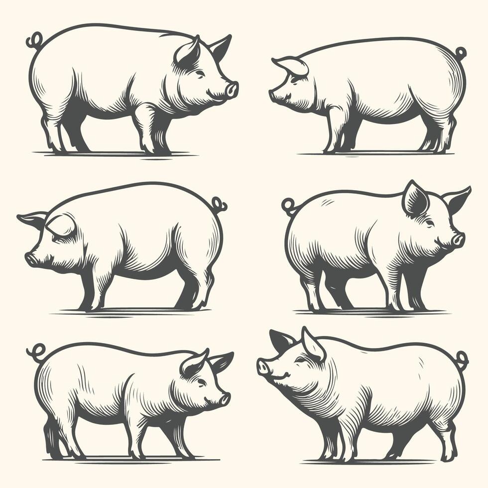 Charming Pig Line Art Sketches in Various Poses vector