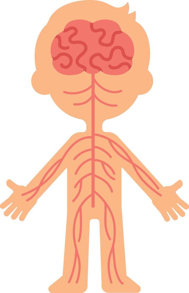 Medical illustration showing nervous system connecting brain to rest of body, promoting understanding of neurological pathways and nerve function vector