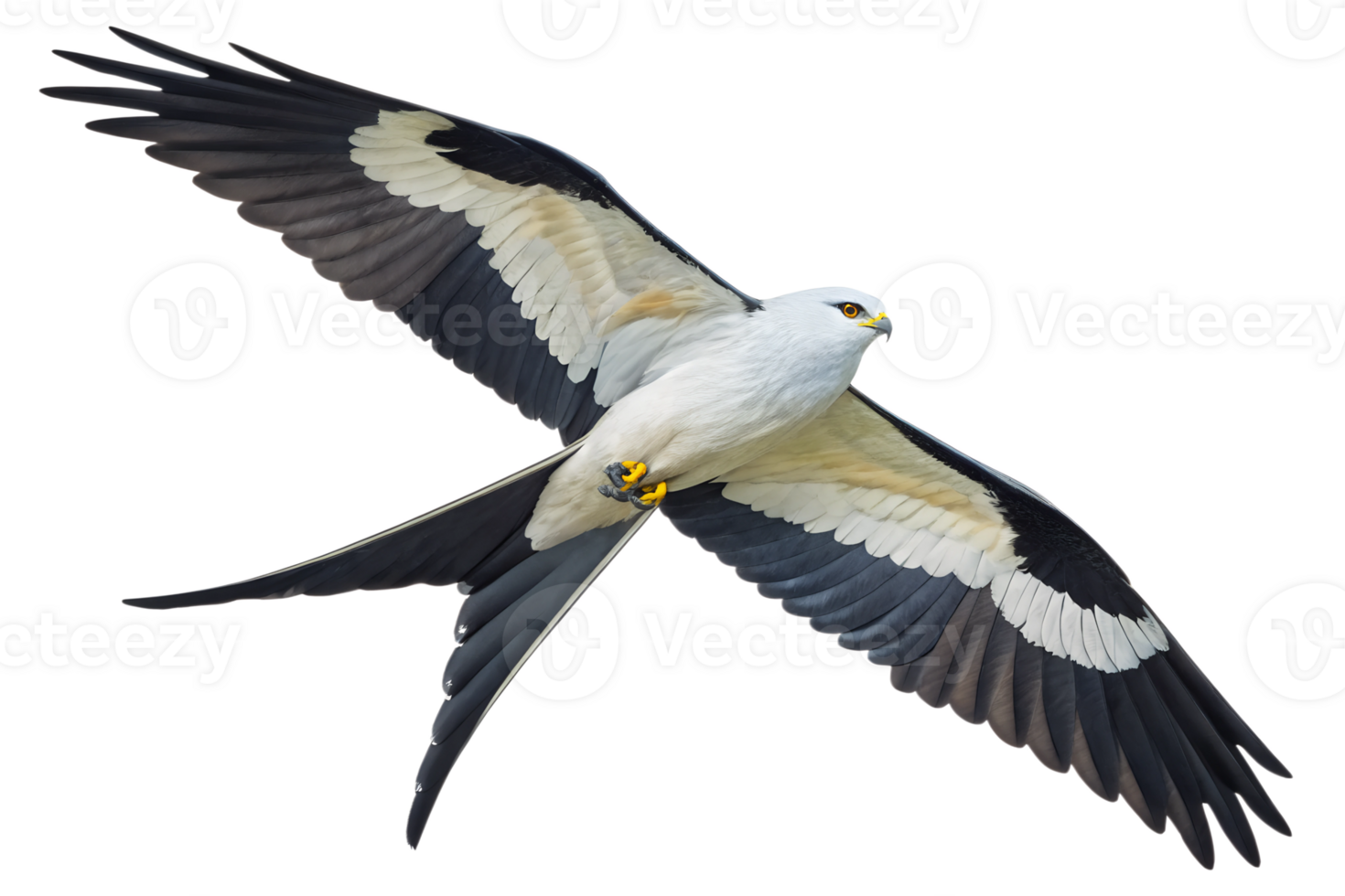Front view, Swallowtail Kite is spreading its wings and flying isolated on a transparent background png