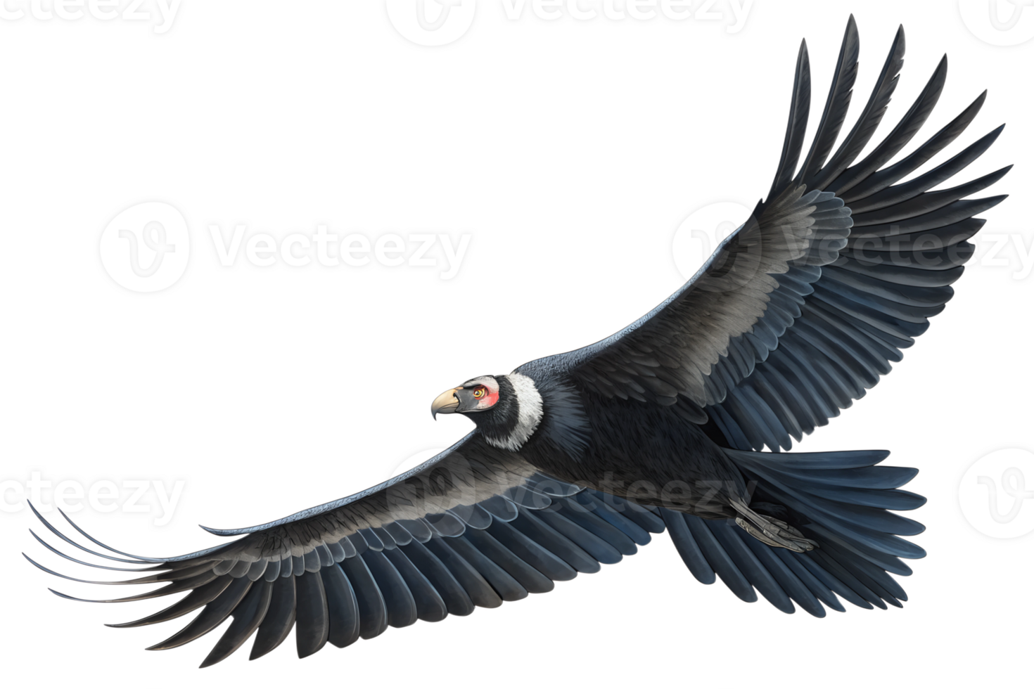 Front view, Andean Condor is spreading its wings and flying isolated on a transparent background png