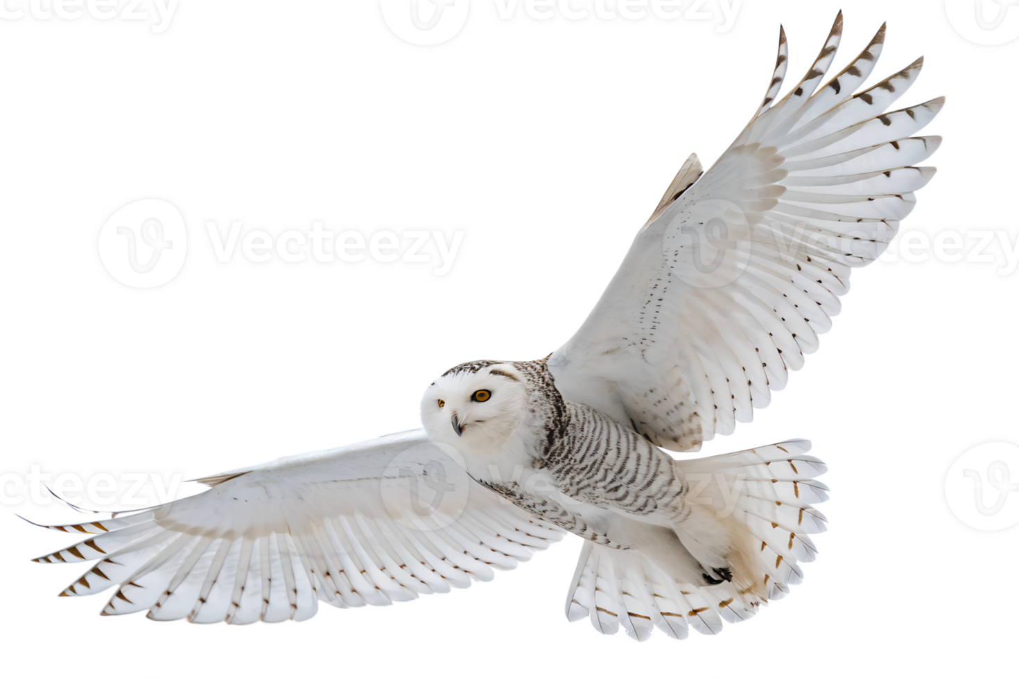 Snowy Owl is spreading its wings and flying isolated on a transparent background png