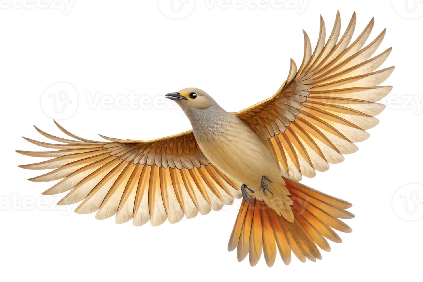 Front view, Bowerbird is spreading its wings and flying isolated on a transparent background png