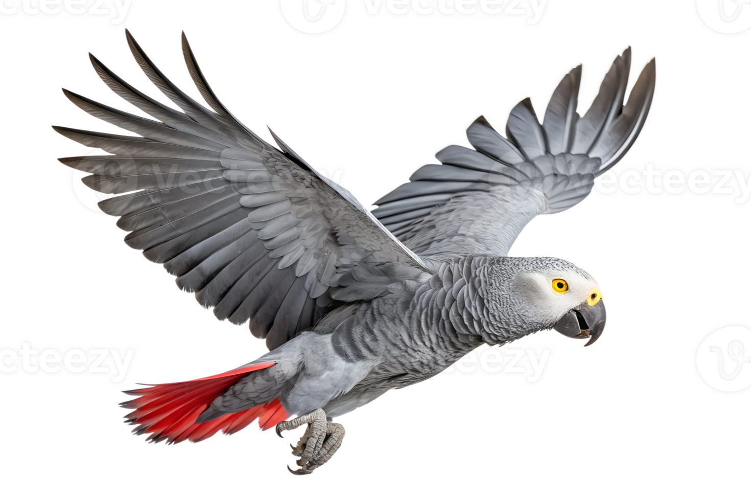Front view, African Grey Parrot is spreading its wings and flying isolated on a transparent background png