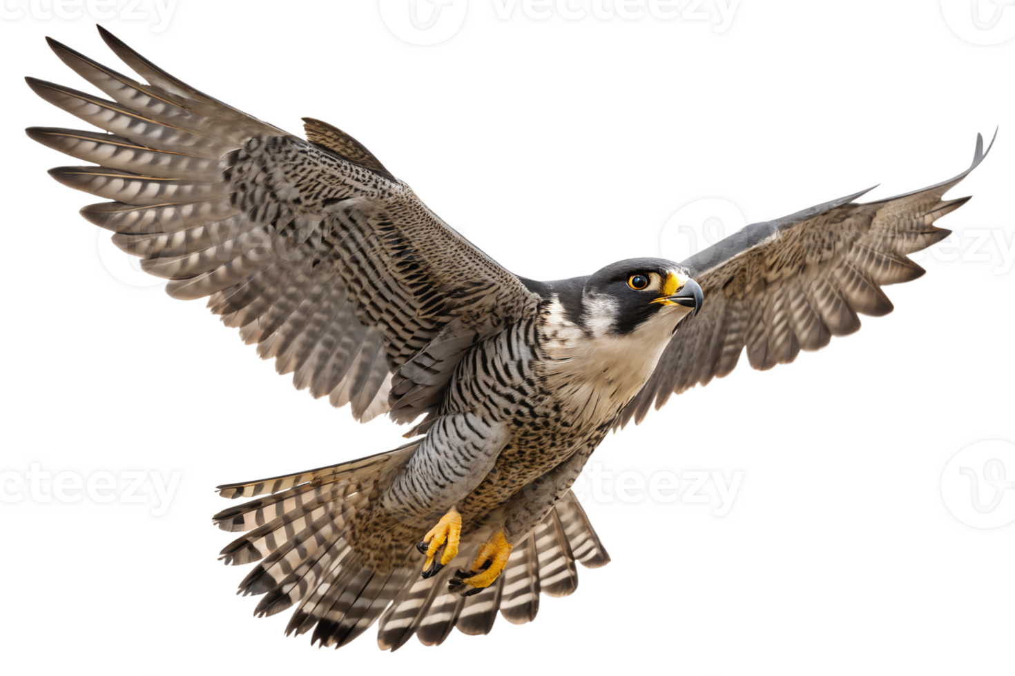 Front view, Peregrine Falcon is spreading its wings and flying isolated on a transparent background png