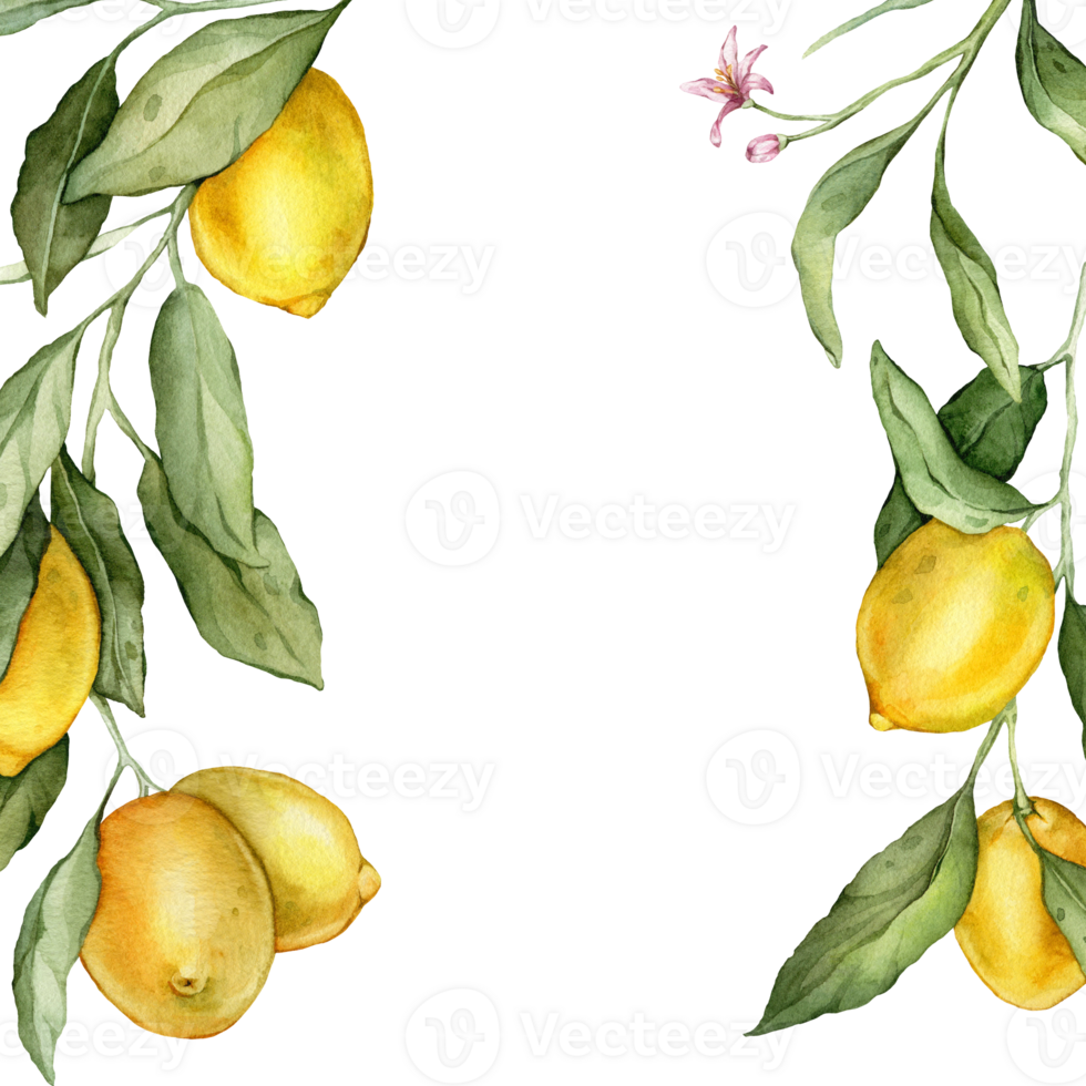 Lemon Fruits square Frame. Hand drawn watercolor illustration of Border with Citrus branches on white isolated background. Drawing with tropical fruit lemon for food label or cards design. png