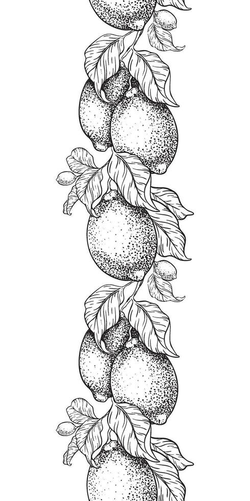 Branches of Lemon fruits and leaves. Sketch illustration of seamless border. Banner of lime citrus. Isolated Hand drawn lane's Design for menu, package, cosmetic, textile, cards vector