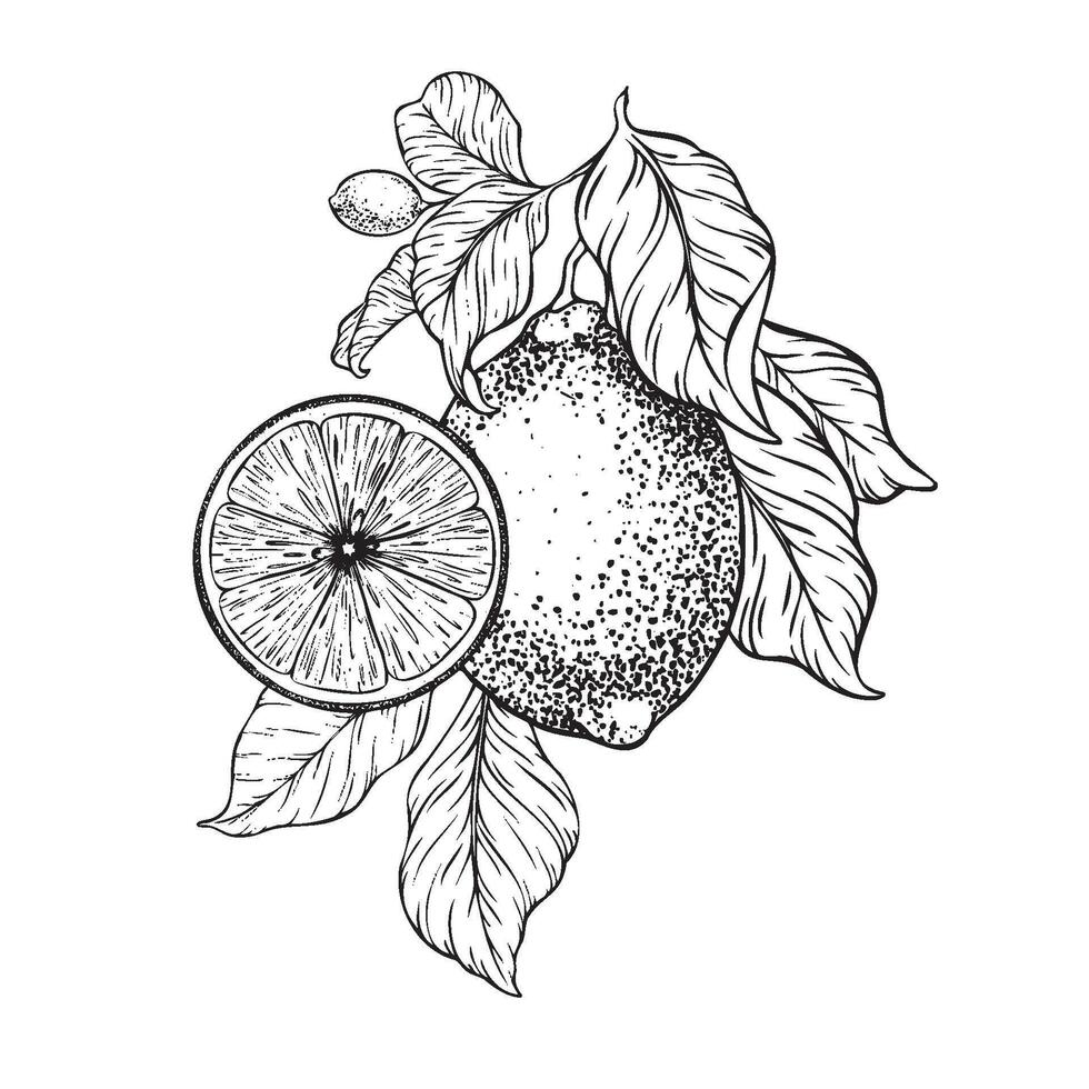 Branch of Lemons, half lemon and leaves Hand drawn illustration. Black and white Sketch of citrus. Isolated on white background. Design for menu, package, cosmetic, textile vector