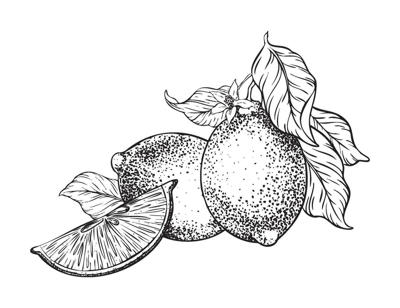Lemons fruits, Slice of Lemon, flowers and leaves. Hand drawn illustration. Black and white Sketch of citrus. Isolated on white background. Design for menu, package, cosmetic, textile vector