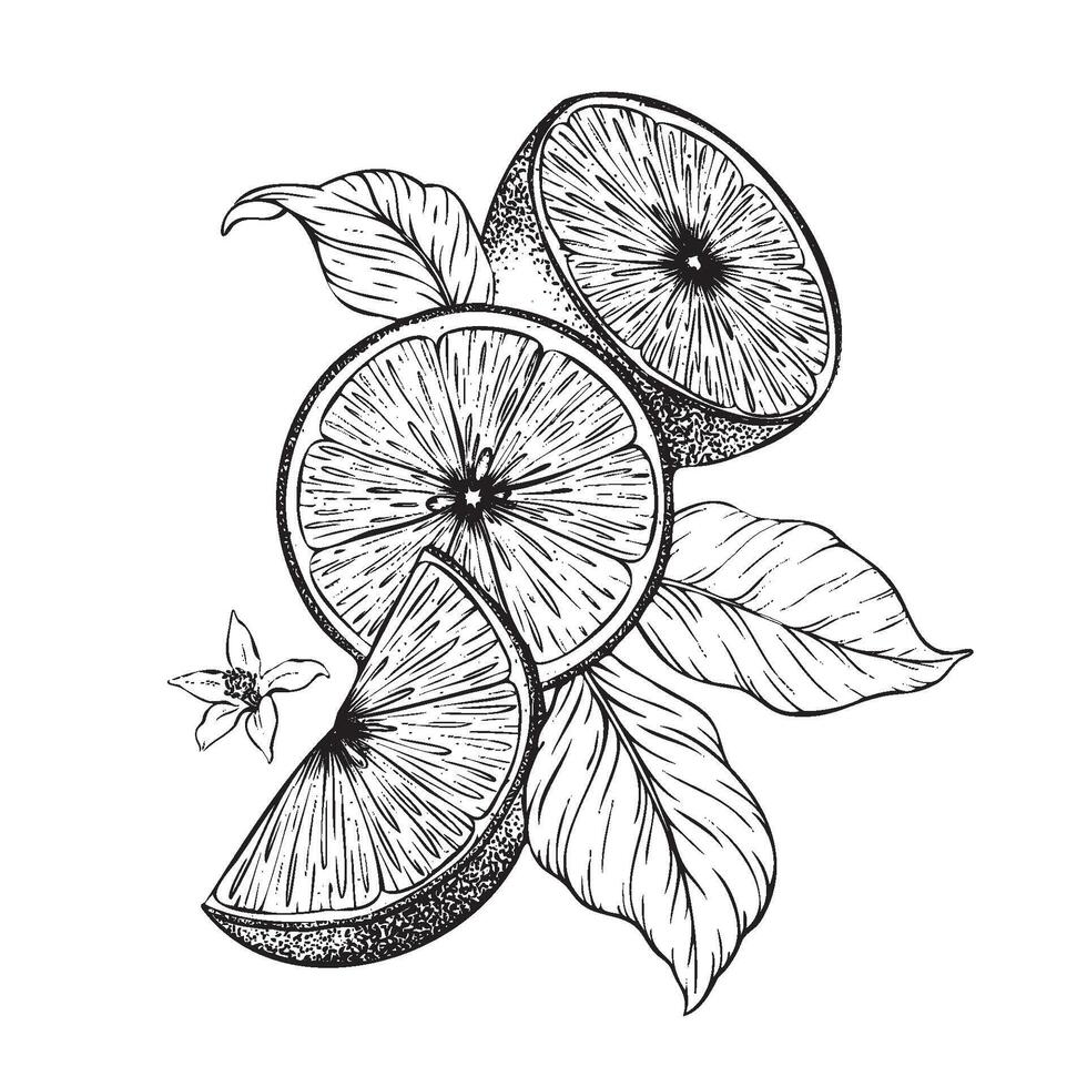 Lemon fruits, Slices and half of Lemons, flowers and leaves. Hand drawn illustration. Black and white Sketch of citrus Isolated on white background. Composition for menu, package, cosmetic, textile vector