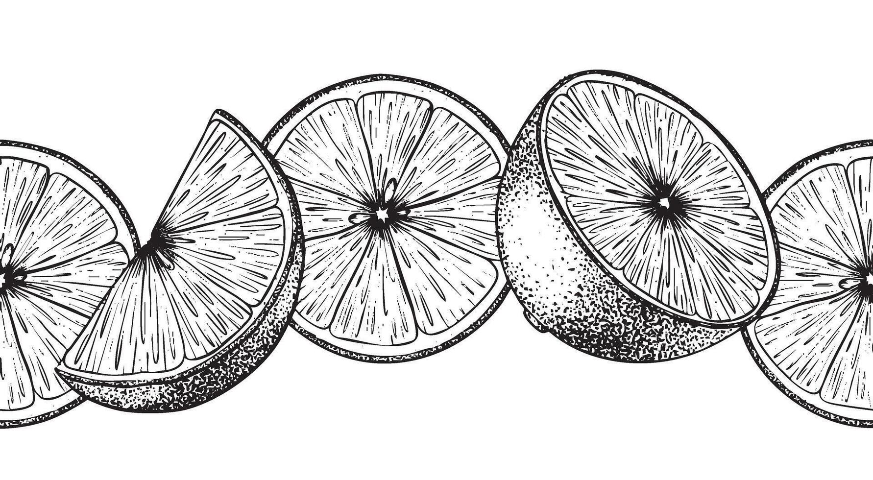 Lemon Slices and half of citric fruits. Hand drawn illustration of limes. Sketch illustration of seamless border. Banner for menu, package, cosmetic, textile, cards vector