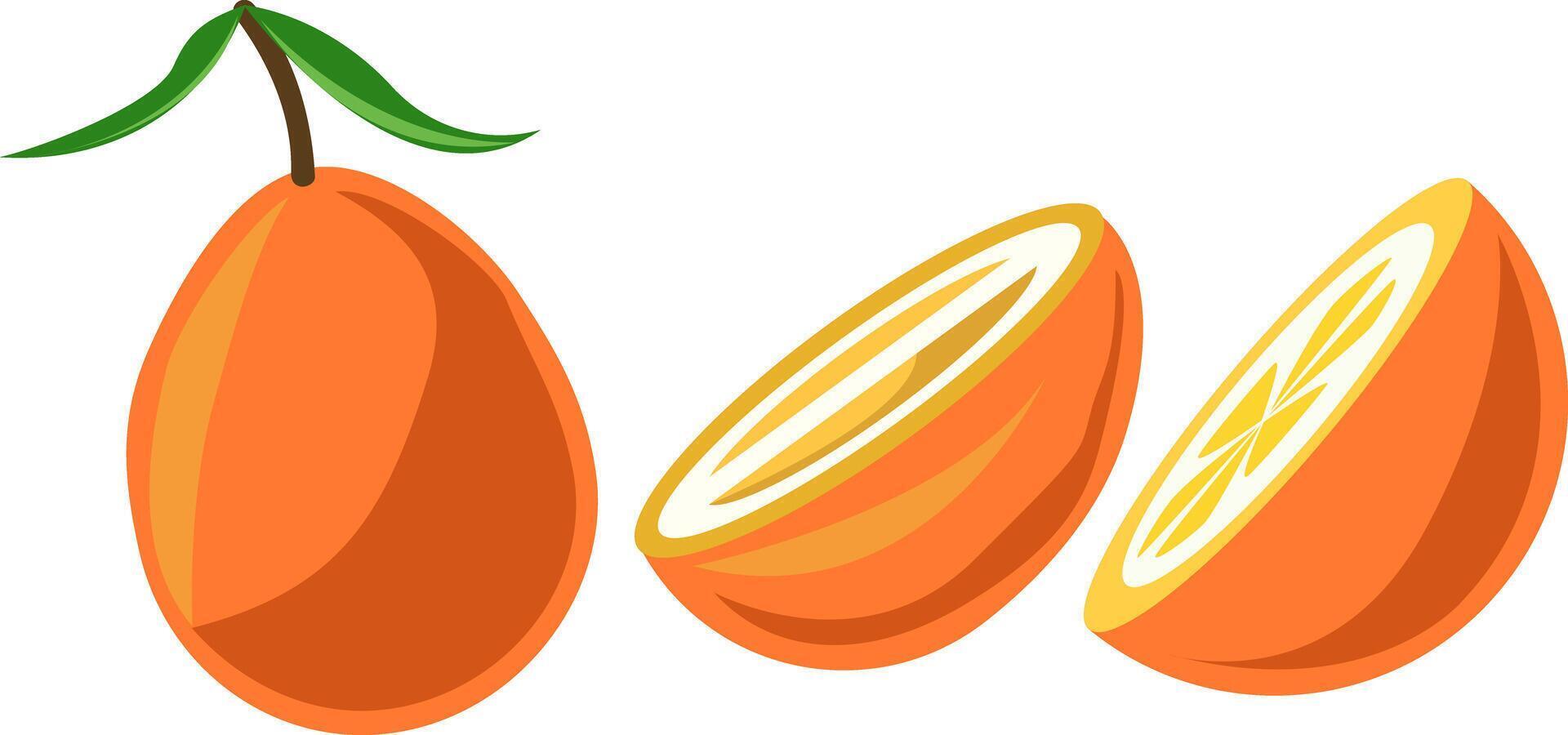 kumquat fruit citrus tropical orange illustration vector