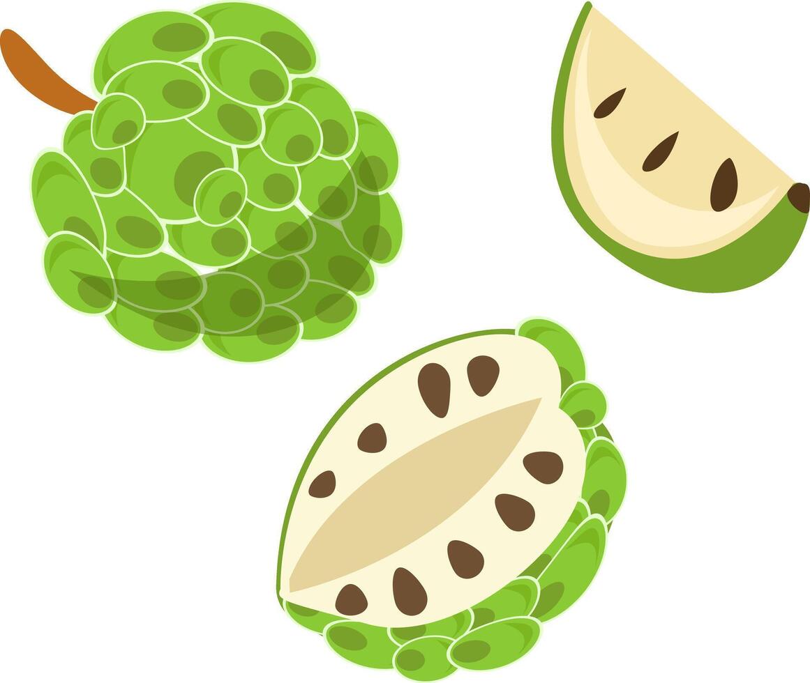 illustration of whole and sliced cherimoya custard apple fruit vector