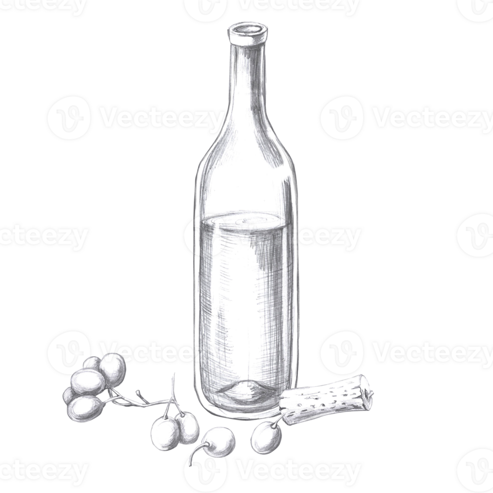 Wine bottle with grapes. Isolated pencil illustration in realistic style for design of alcoholic products, juices, posters, cookbooks, printing on fabric, menu design png