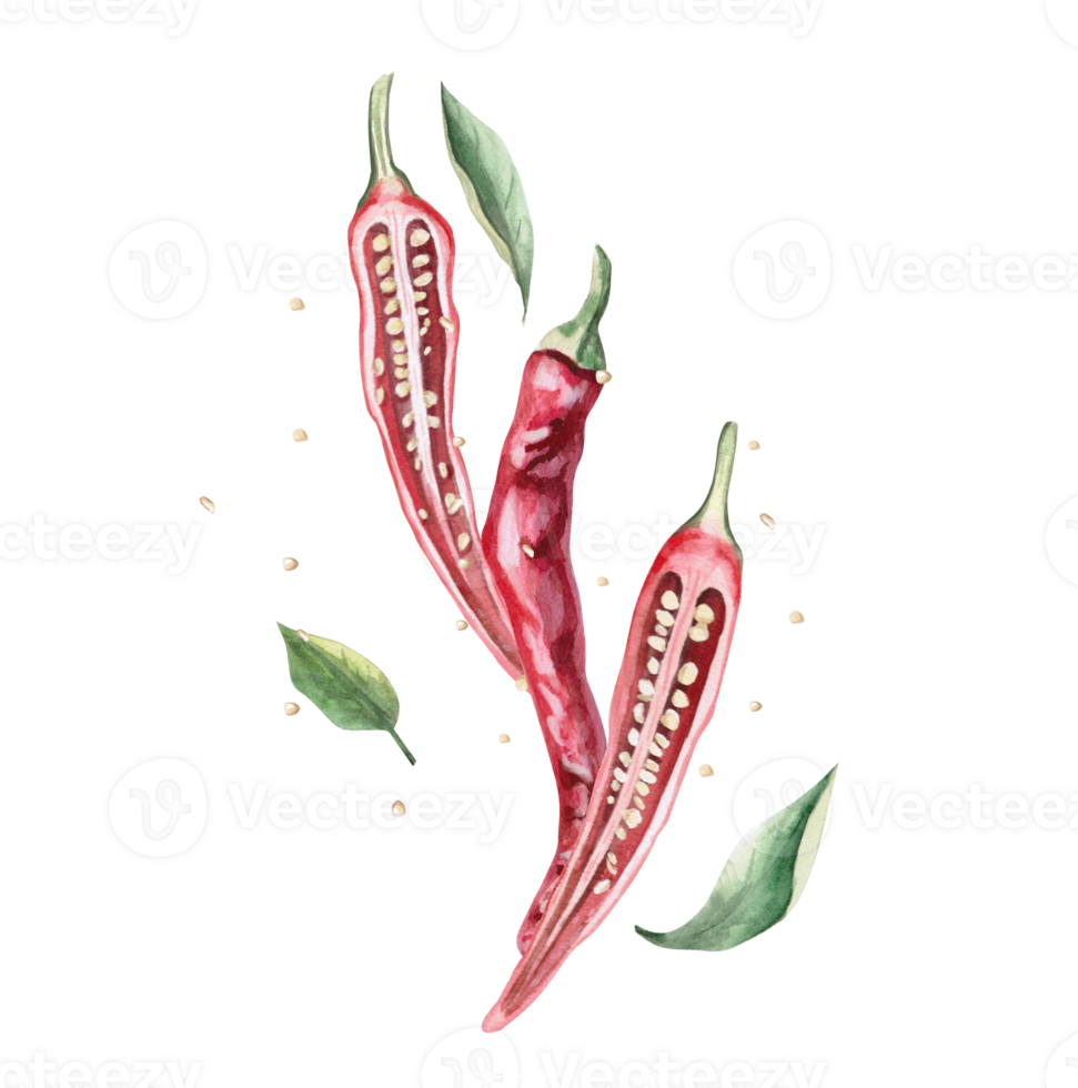 Composition of three peppers with leaves. Isolated watercolor illustration of vegetable for kitchenware design, textile, cookbook, restaurant menu png