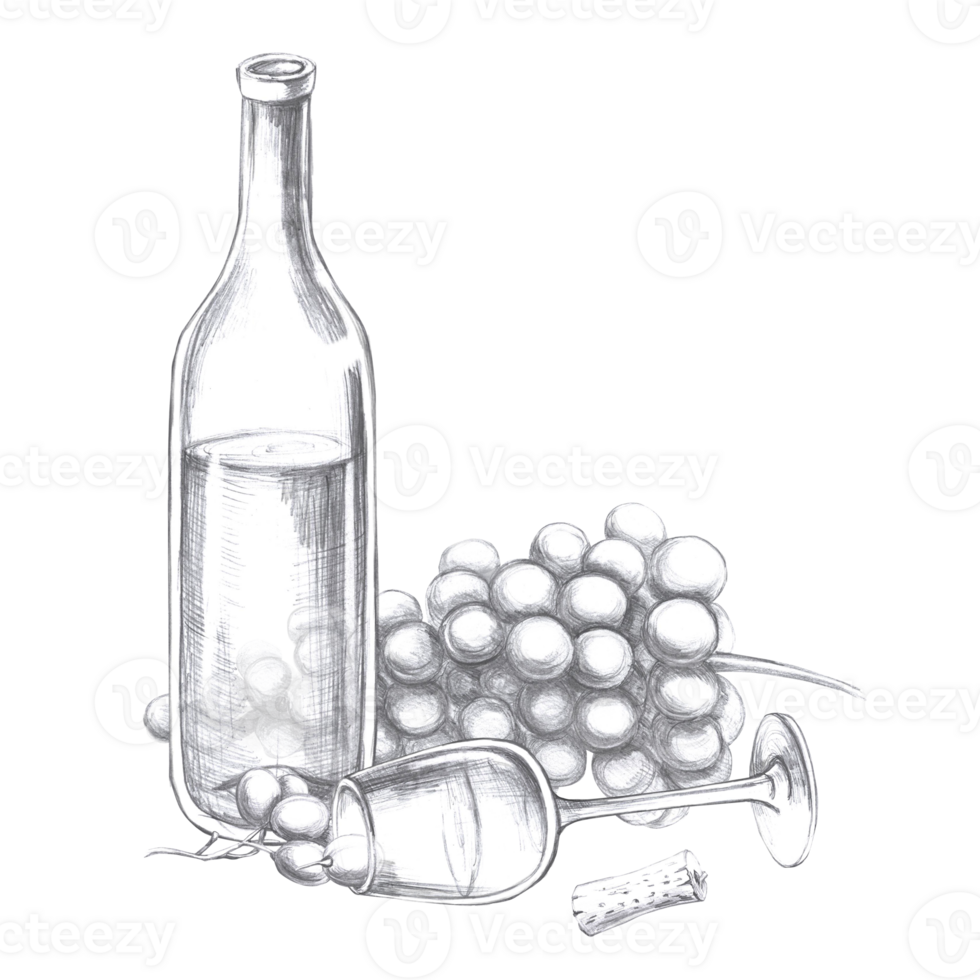 Wine bottle with bunch of berries and lying glass. Isolated pencil illustration in realistic style for design of alcoholic products, juices, cookbooks, printing on fabric, menu design png