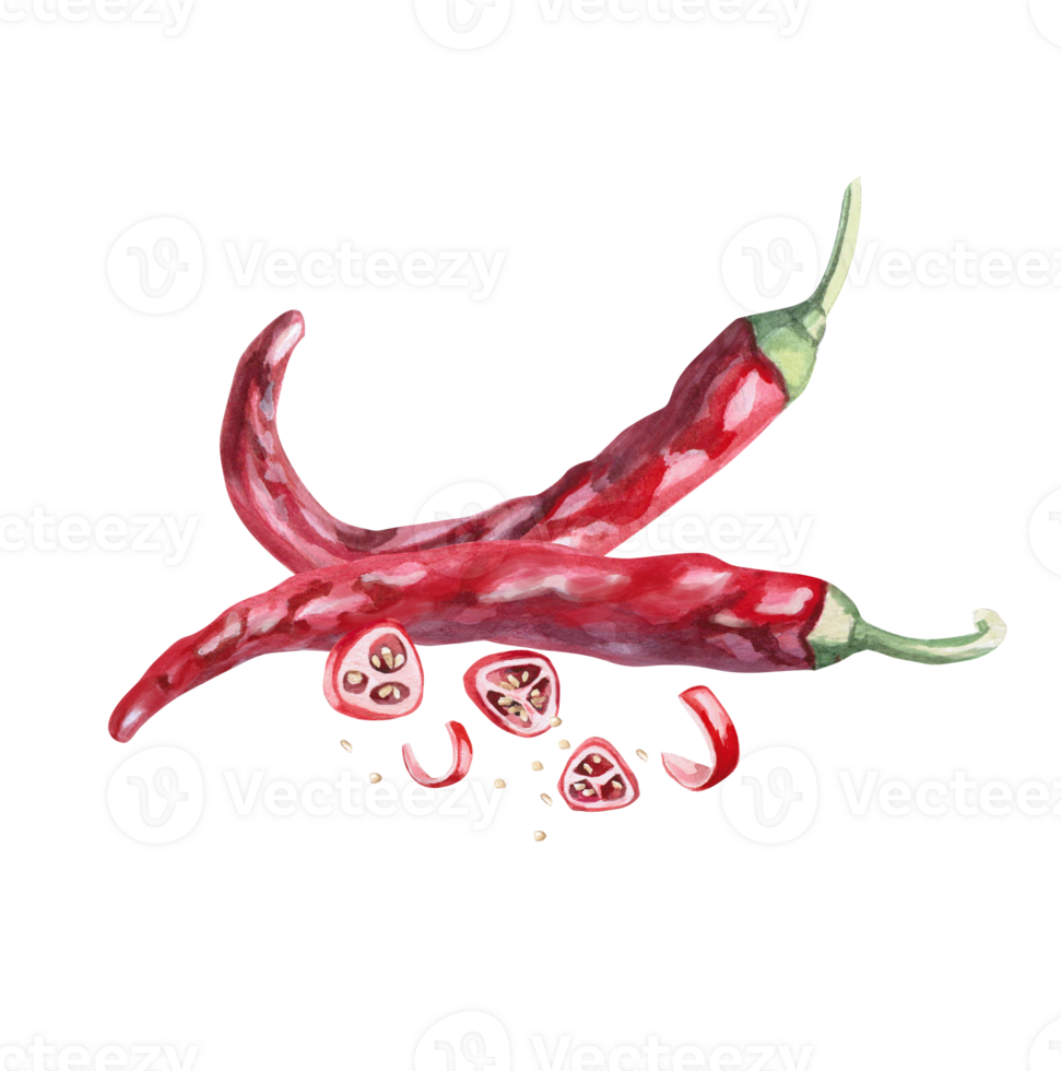 Set of whole peppers and slices, pieces. Isolated watercolor illustration for spice packaging design, cookbook, fabric printing, restaurant print design, tableware and kitchenware. png