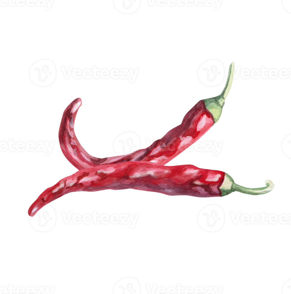Composition of two hot peppers. Isolated watercolor illustration of vegetable for kitchenware design, textile, cookbook, restaurant menu png