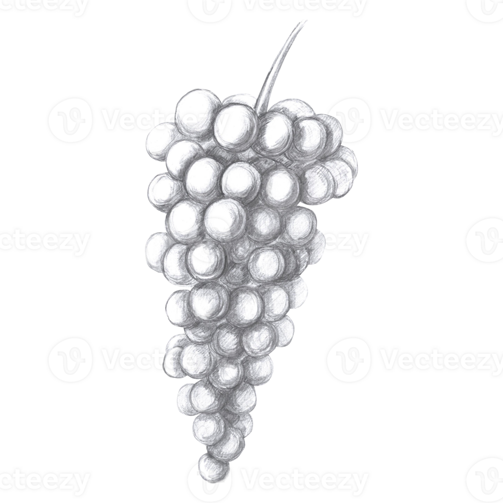 Bunch of grapes in pencil. Isolated illustration of berries for design of juices, wine, bar cards, restaurant menus, cookbooks. textiles png
