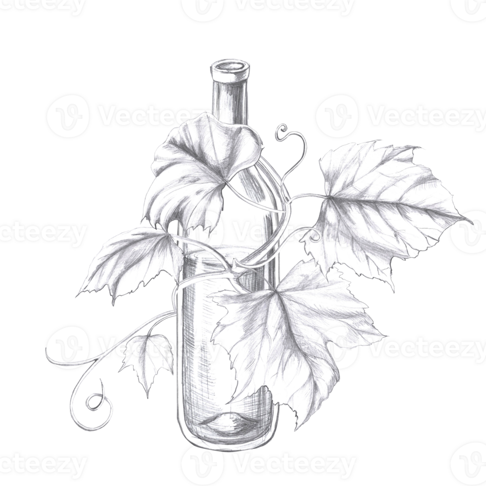 Wine bottle entwined with grapevine. Isolated pencil illustration in realistic style for design of alcoholic products, juices, posters, cookbooks, printing on fabric, menu design png