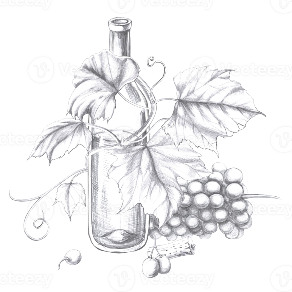 Wine bottle entwined with grapevine with bunch of berries. Isolated pencil illustration in realistic style for design of alcoholic products, juices, posters, cookbooks, printing on fabric, menu design png