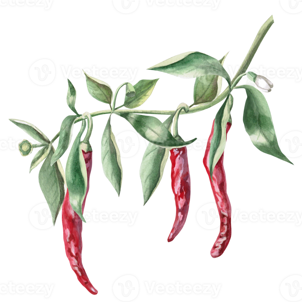 Curved branch with growing peppers. Isolated watercolor illustration for spice packaging design, cookbook, fabric printing, restaurant print design, tableware and kitchenware. png