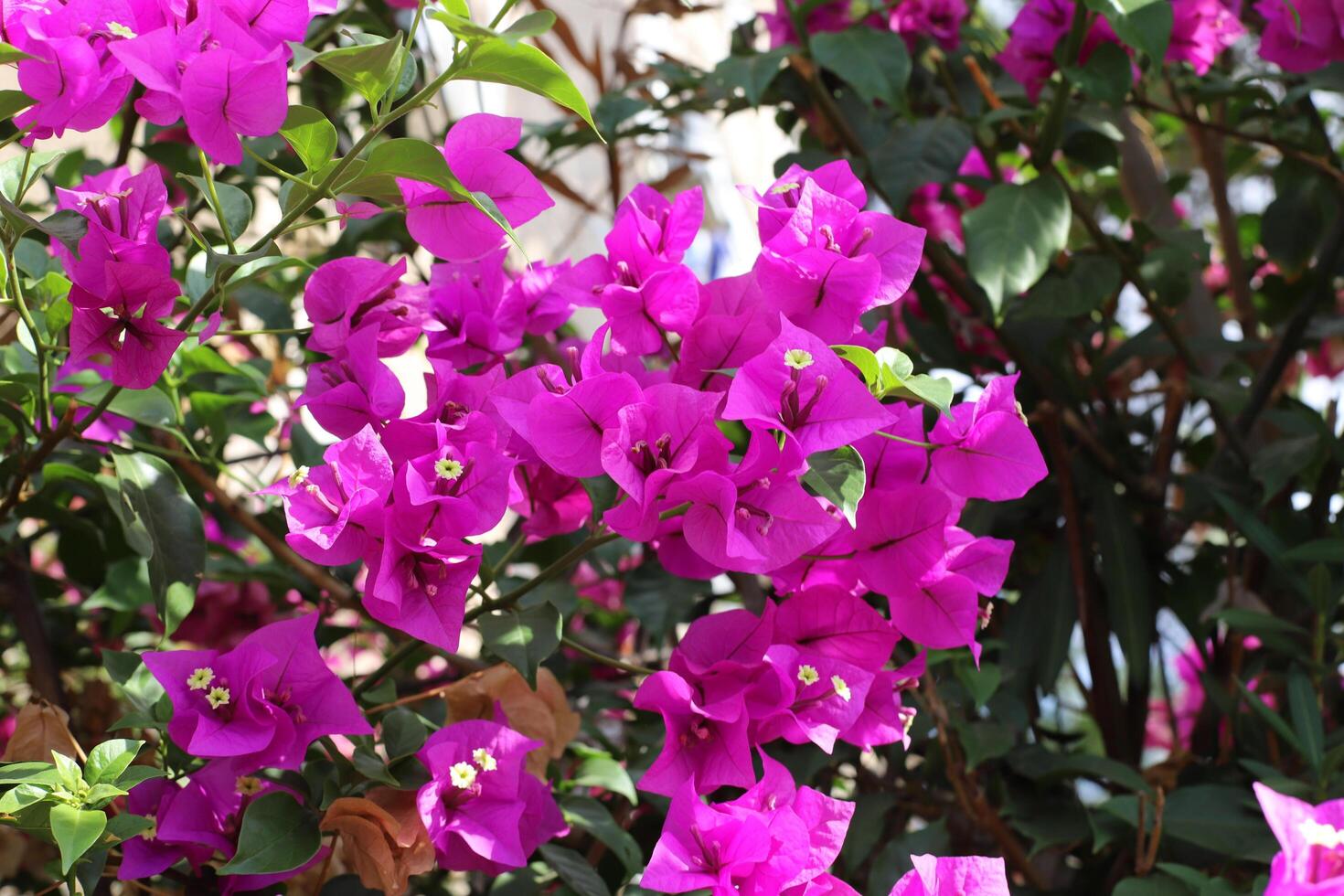 Summer flowers in the city park photo