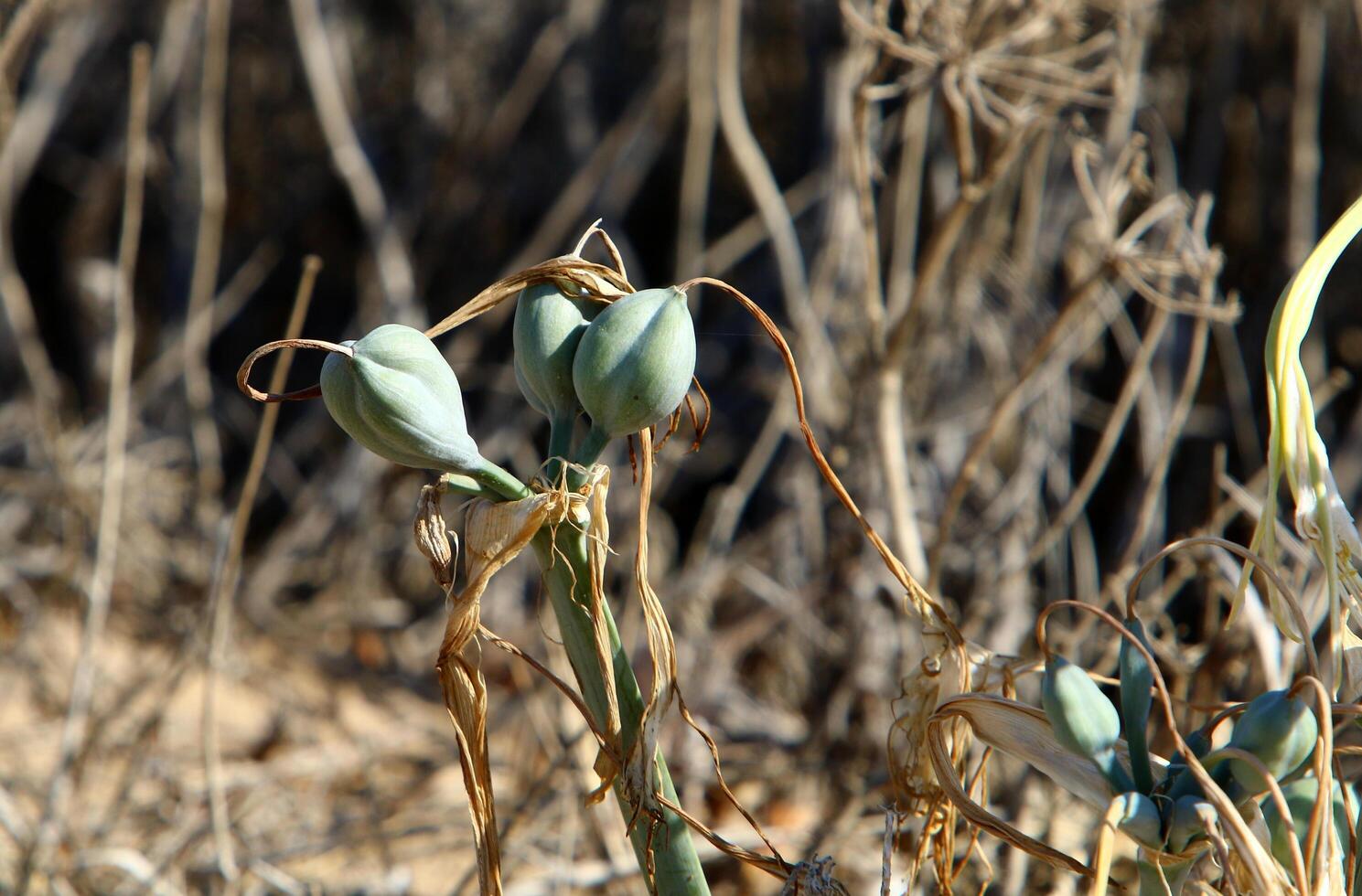 Bulbous plant Pancratium maritima on the sandy shore of the Mediterranean Sea photo