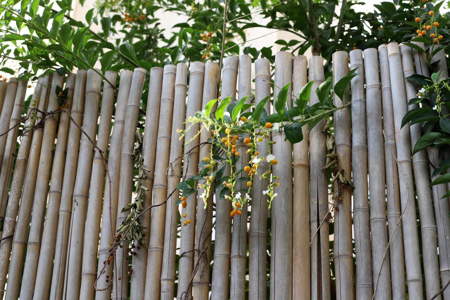 Green plants and flowers grow along the high fence photo