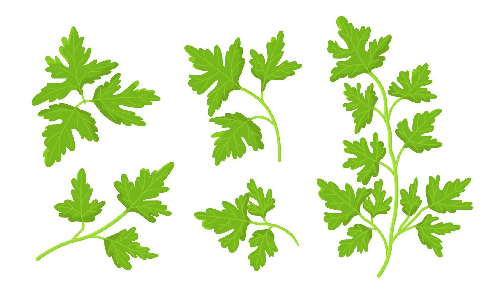 illustration of parsley isolated on white background. Fresh Herbs Image. Universal icons for food and nature design. vector