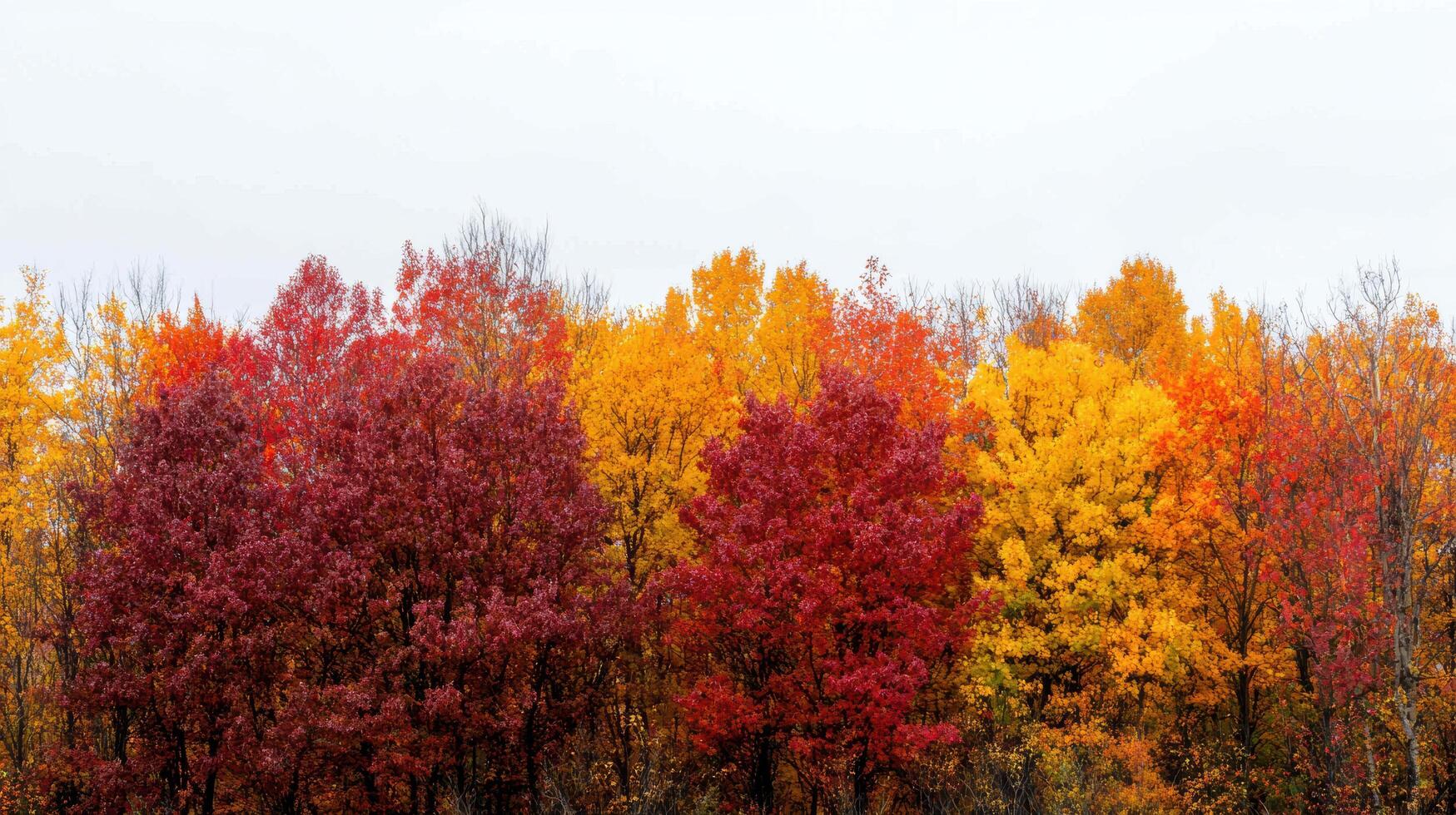 Vibrant autumn foliage in a forest landscape photo