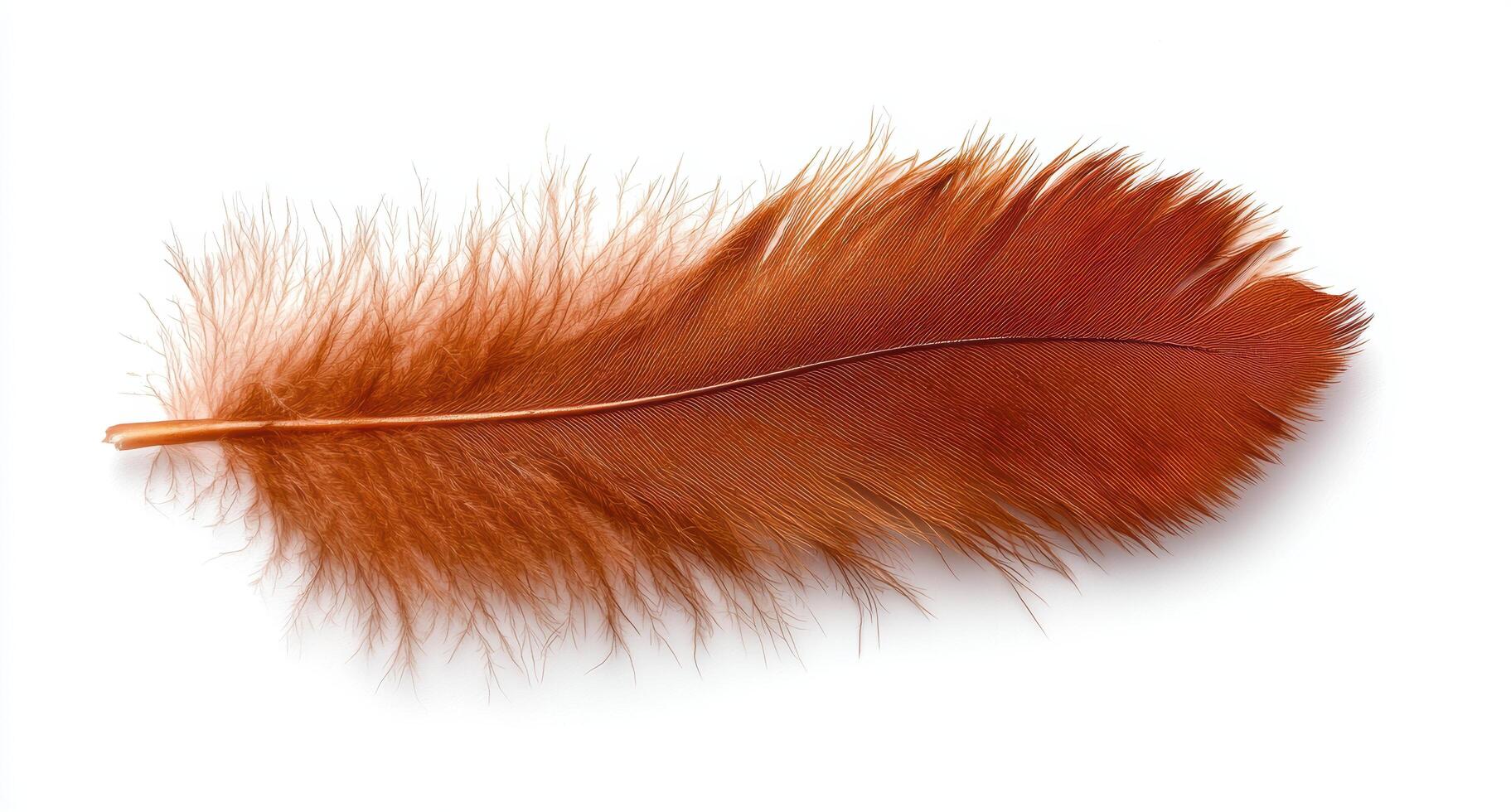 Vibrant orange feather on white background photo