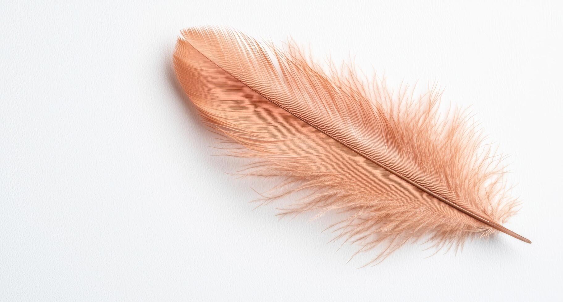 Delicate feather in soft light photo