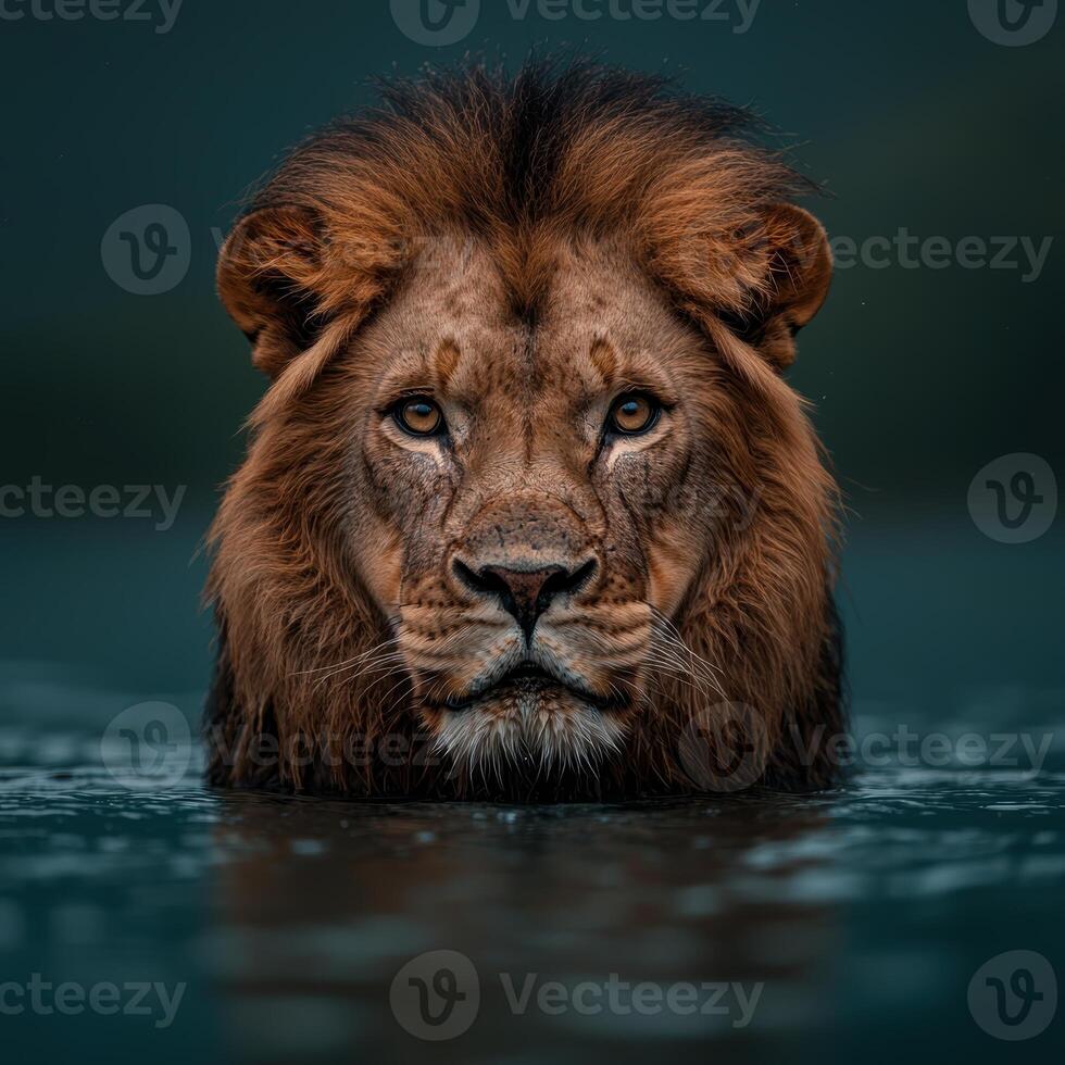 Majestic lion emerging from the water photo