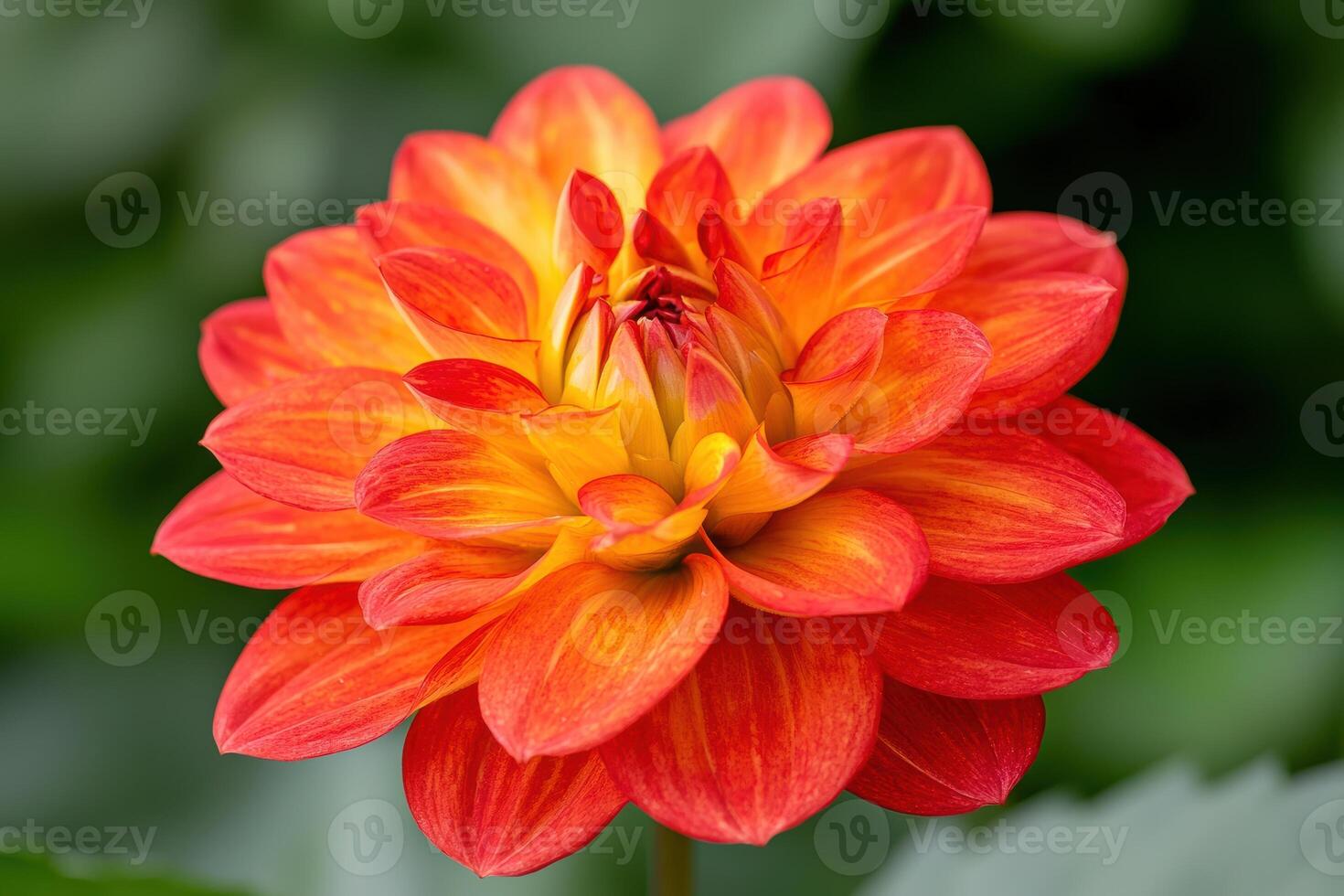 Vibrant orange dahlia flower in bloom photo
