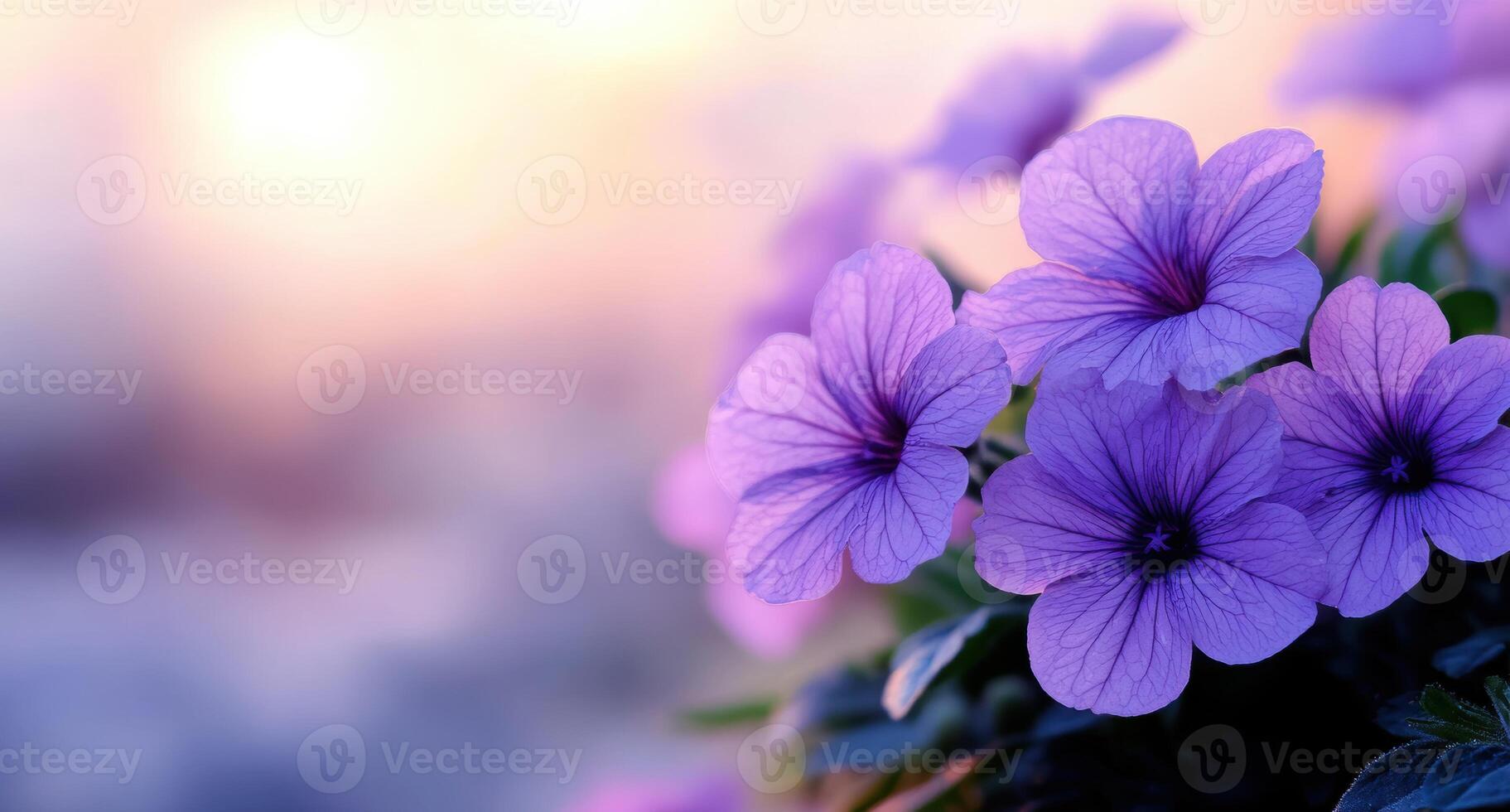 Vibrant purple flowers in soft focus photo