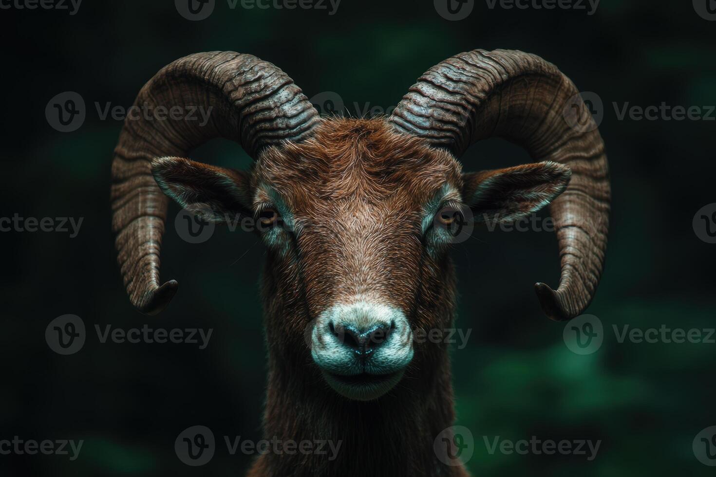 Close up portrait of a majestic mountain goat photo