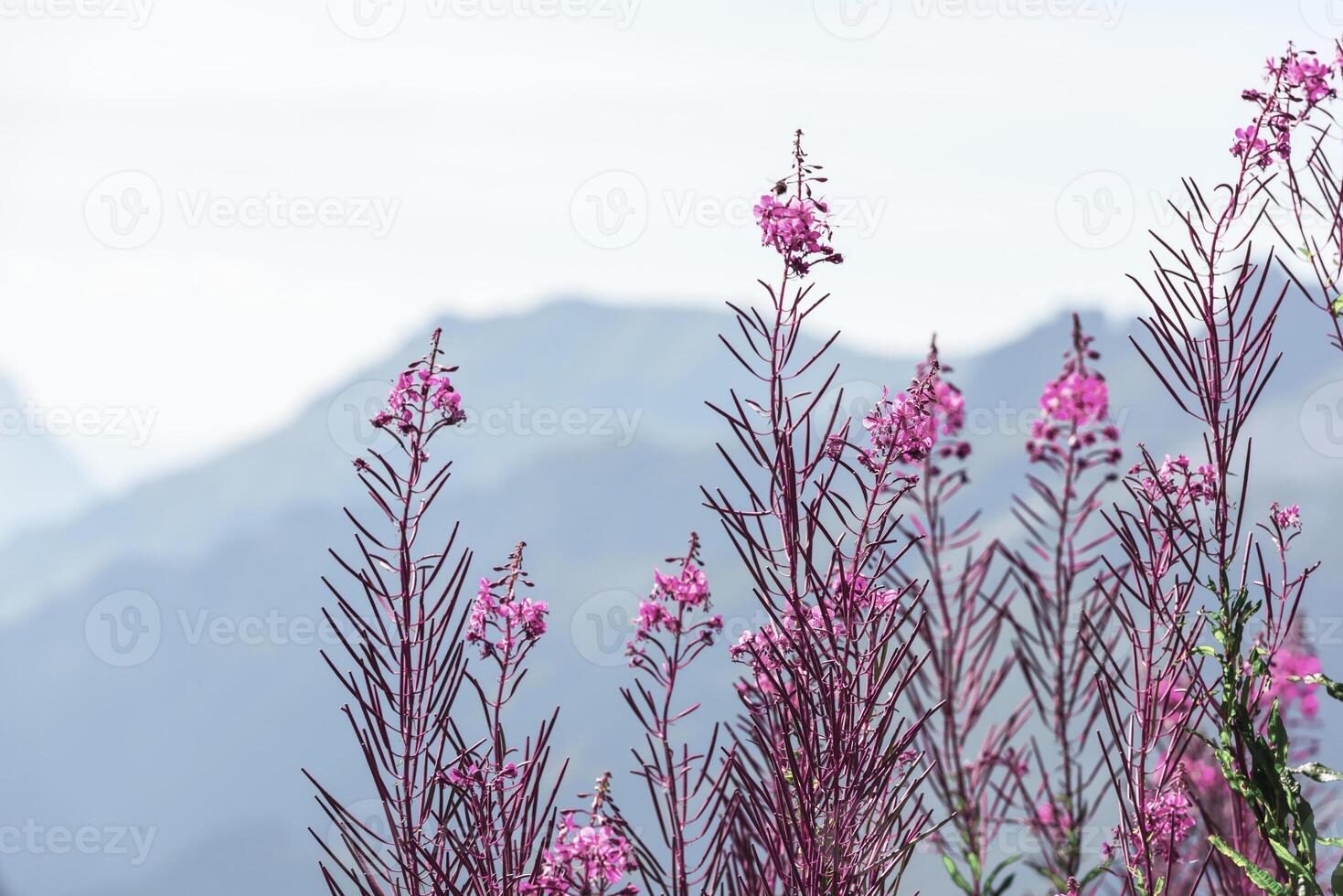 Swiss Apls with wild pink flowers photo
