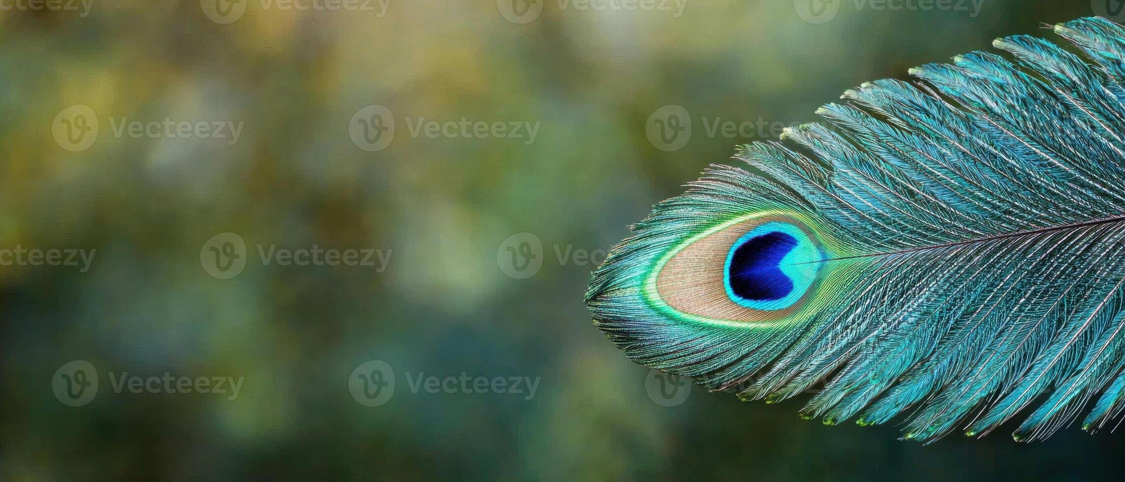 Vibrant peacock feather close up photo