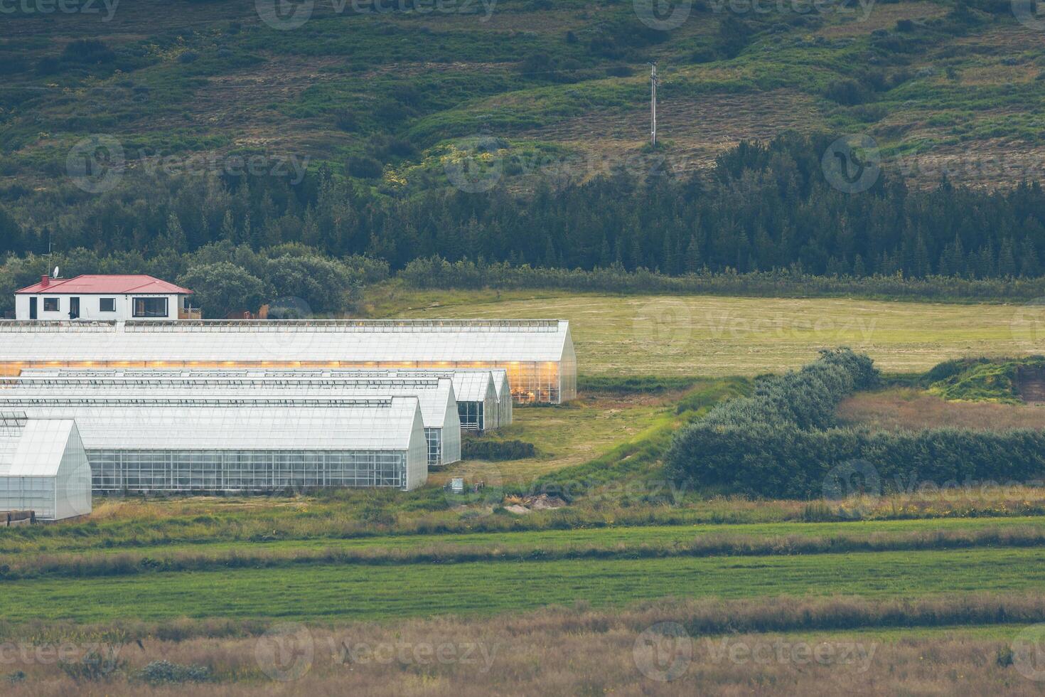 Geothermal greenhouses in Iceland photo