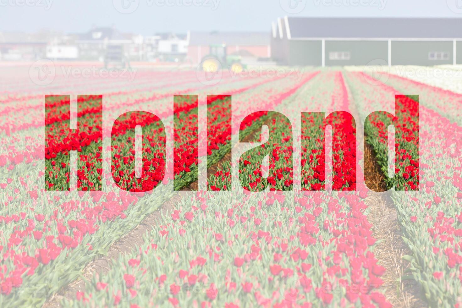 Red tulip field in Holland photo