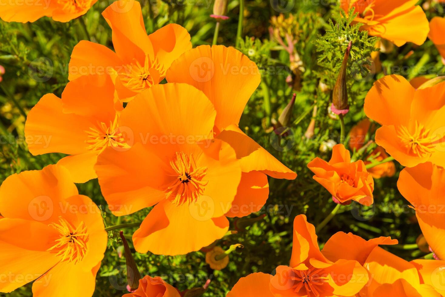 Orange poppies in a summer meadow on sunny day photo
