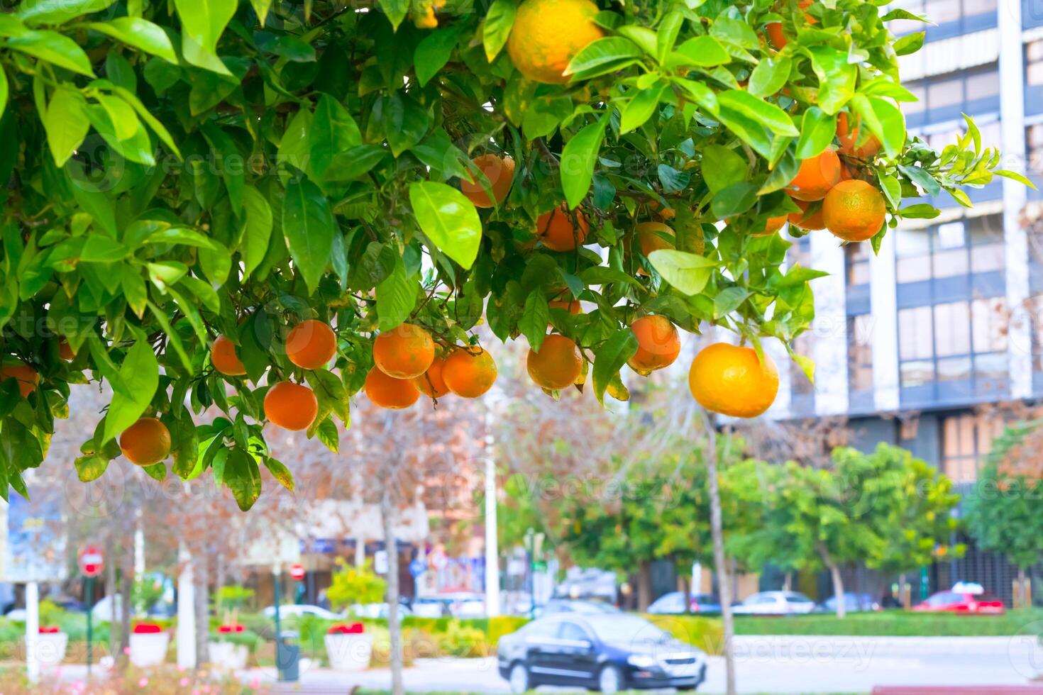 mandarin tree in a city photo