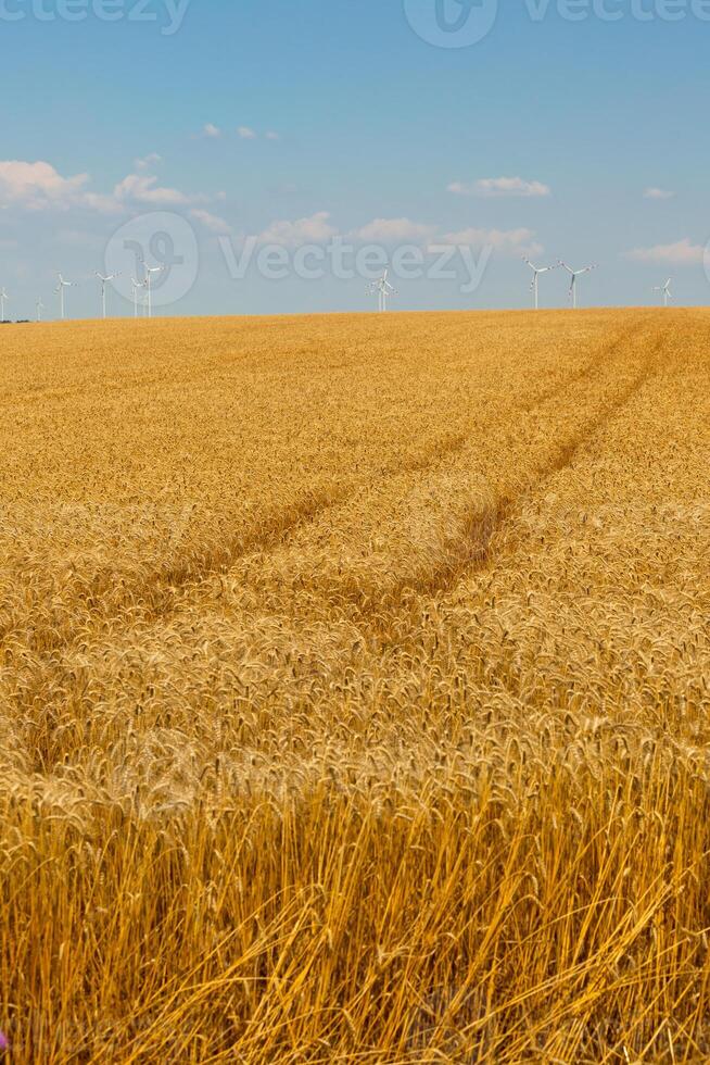Ripe Cereal field photo