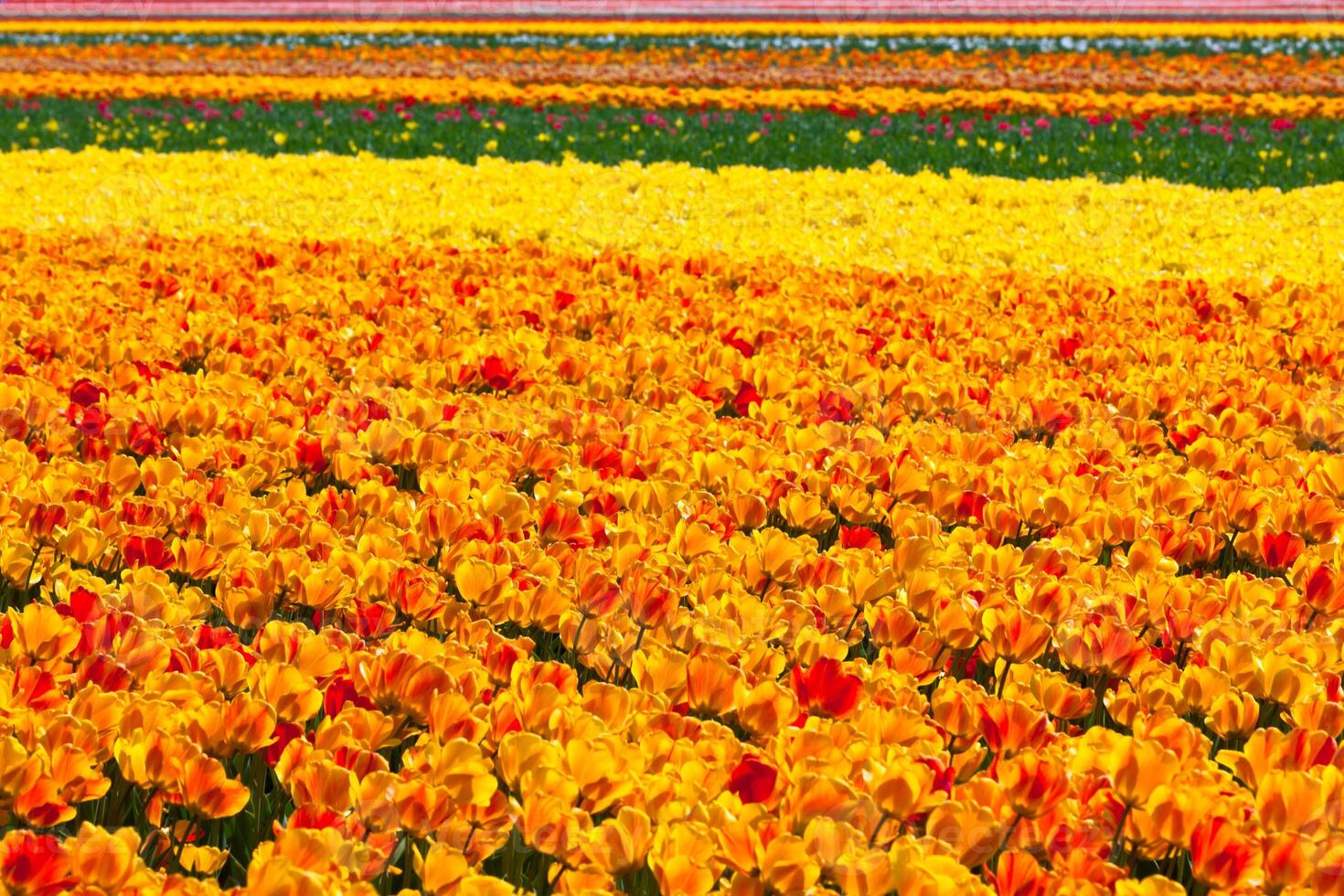 Multicolored tulip field photo