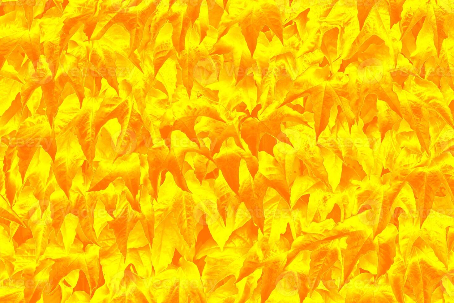 yellow leaf background photo