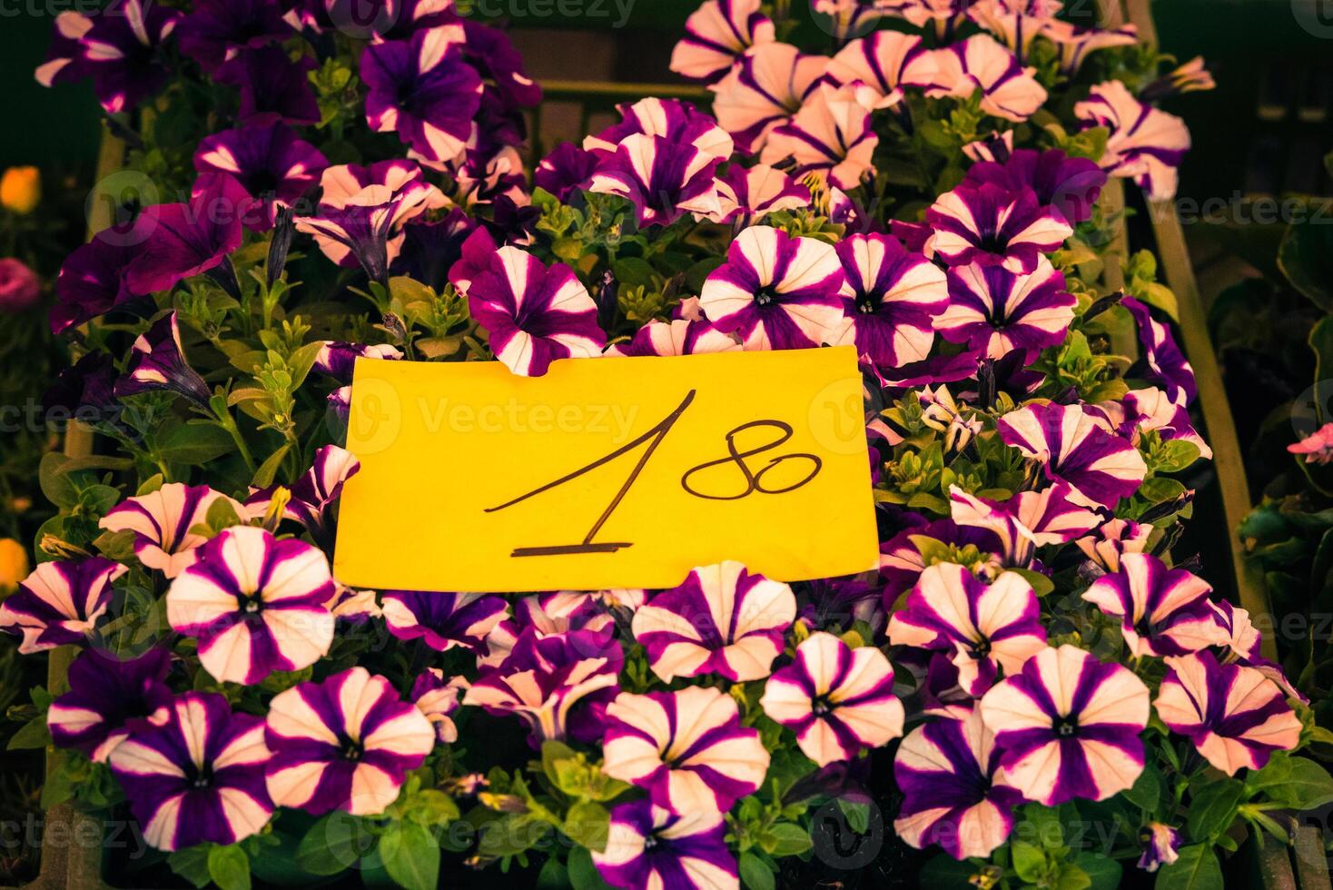 Bright petunia flowers seedlings selling outdoors photo