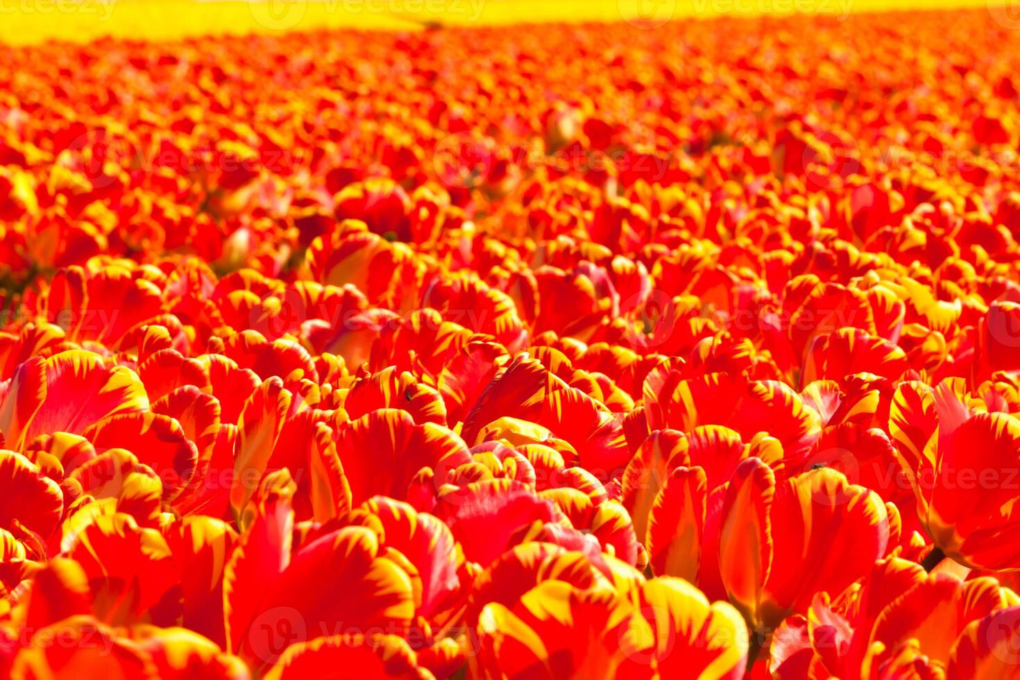 Red tulip field in Holland photo