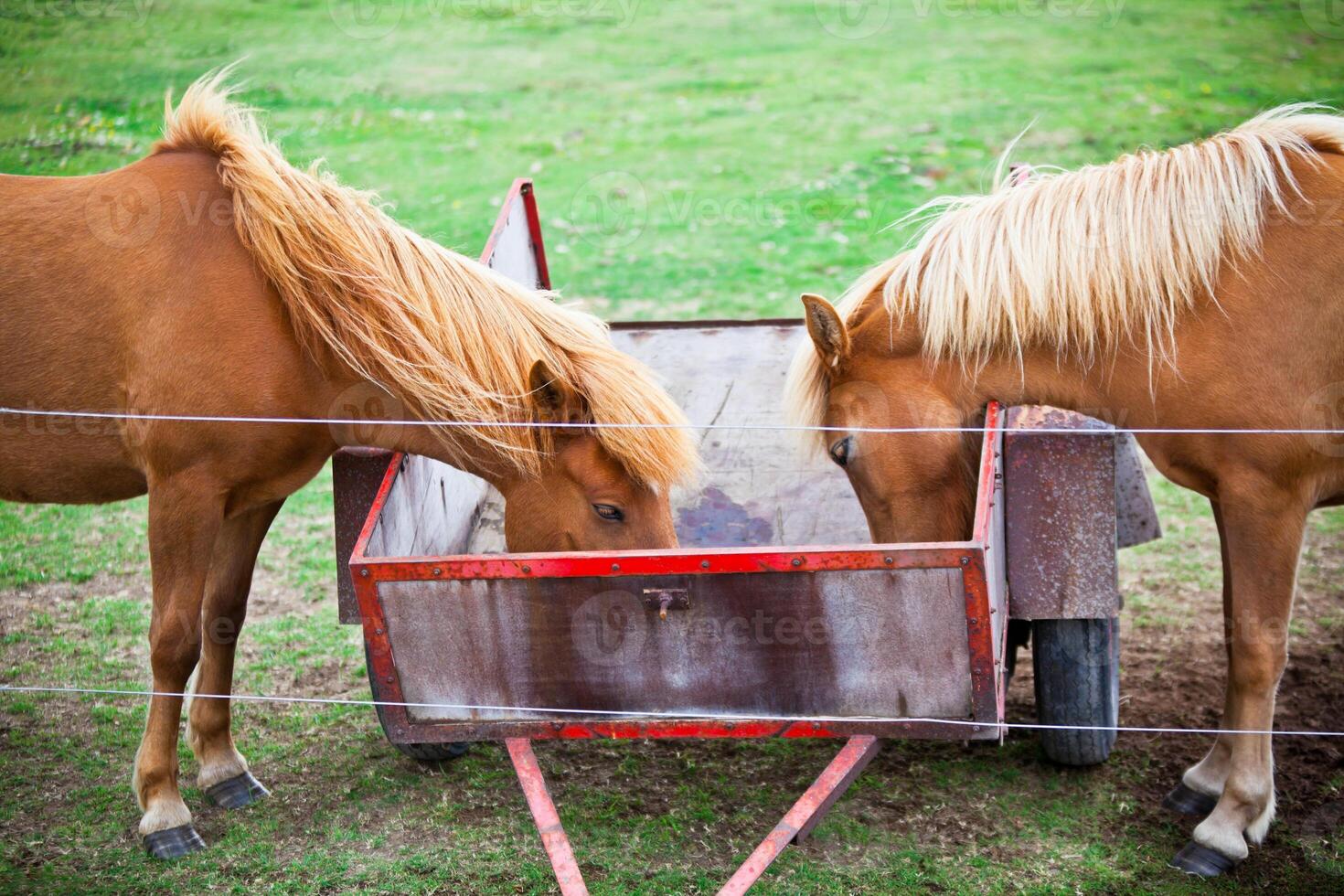 Two Eating Brown Horses in a Green Field of Grass photo